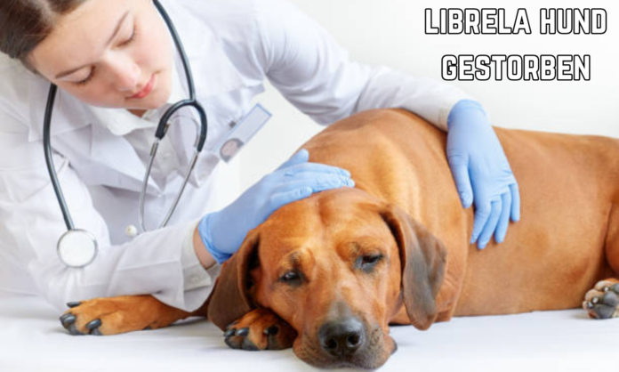 Librela Hund gestorben