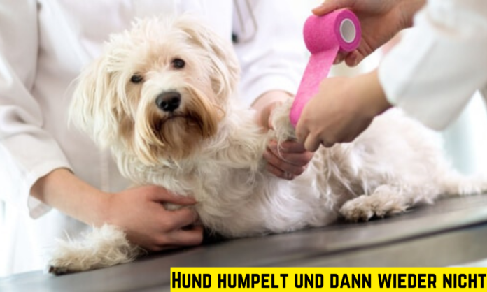 Hund humpelt und dann wieder nicht