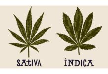Überdenken der Cannabis-Klassifizierung: Sativa und Indica im modernen Kontext Überdenken der Cannabis-Klassifizierung
