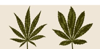 Überdenken der Cannabis-Klassifizierung: Sativa und Indica im modernen Kontext Überdenken der Cannabis-Klassifizierung
